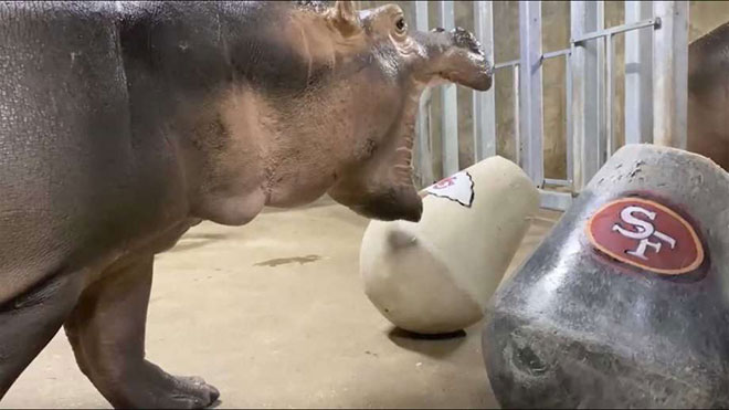 Betting the SuperBowl: Fiona the Hippo Weighs in On ‘Big Game’ Or Does She?