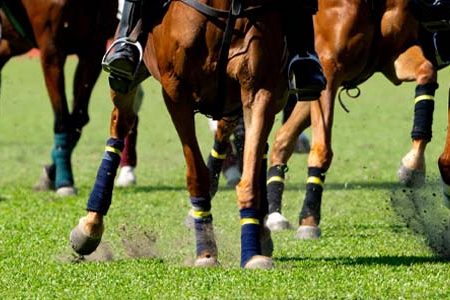 How Website Traffic Impacts Florida Horse Racing Sportsbooks